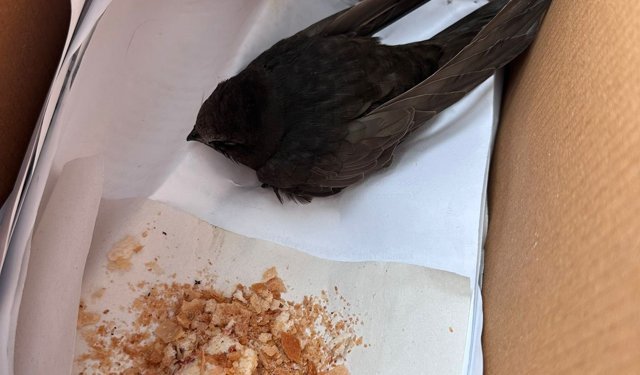 Öğrencilerin bulduğu ebabil kuşu, koruma altına alındı