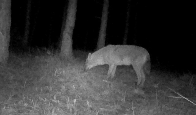 Ormanlara kurduğu fotokapanla yaban hayvanlarını görüntülüyor
