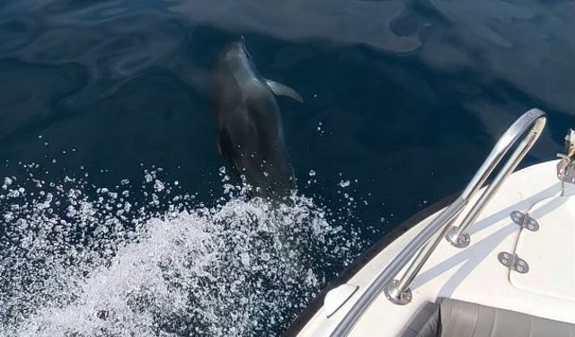 Saros'ta teknenin yanında yüzen yunuslar kamerada