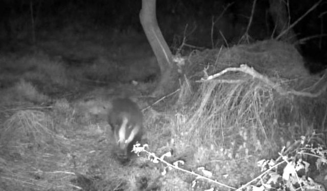Üniversite yerleşkesinde yaban hayatı foto kapanlarla görüntüleniyor