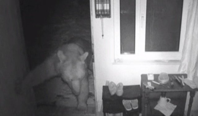 Yayla evlerine girip, mahallelerde dolaşan ayılar kamerada