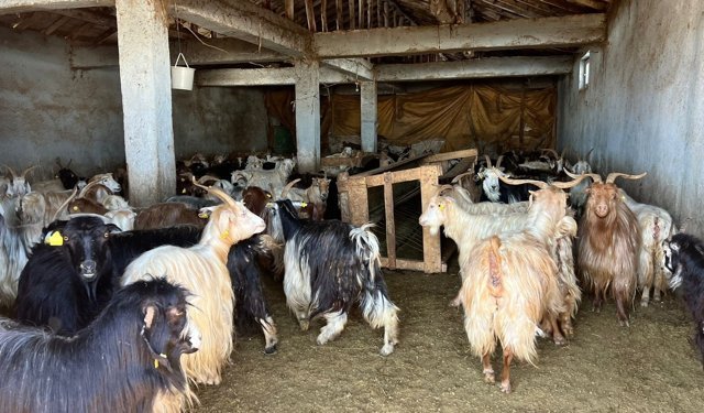 Yüksekova'da kar besicileri zorluyor; hayvanlar meraya çıkamadı