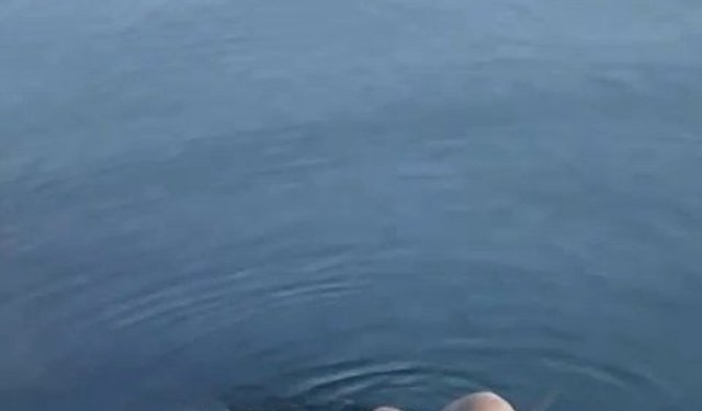 Zonguldak'ta su samuru ailesi görüntülendi