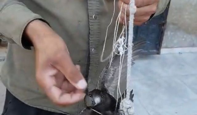 Besicinin ipe dolanan ebabili kurtardığı anlar kamerada
