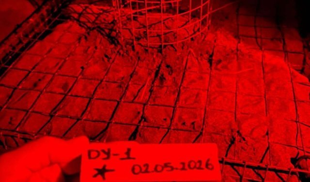 Dalyan'da sezonun ilk caretta caretta yuvası belirlendi