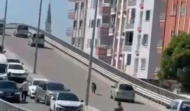 Kaçan keçi, trafiği birbirine kattı