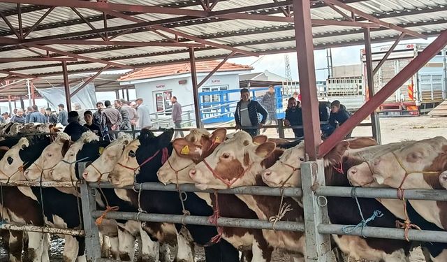 Kırşehir Hayvan Pazarı'nda bayram hareketliliği; rekortmen 'Pamuk' 380 bin lira