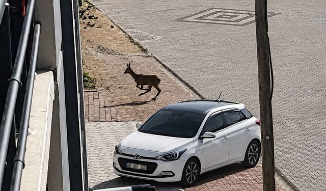 Kırşehir'de kent merkezine inen karaca kamerada