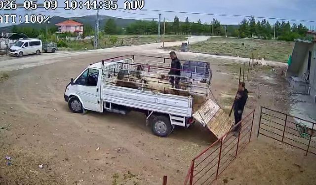 Koçun saldırısına uğrayan besici kamyonetten düştü