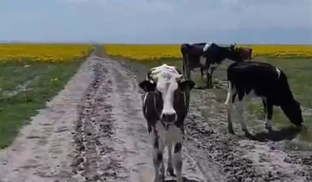 Koruma altındaki Eber sarısının yetiştiği alanda hayvan otlatılmasına inceleme
