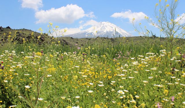 Köyüne dönüp hayvancılığa başladı, 2 yılda bin 300 koyunu oldu