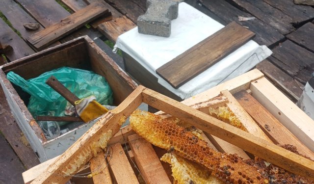 Ordu'da ayının arı kovanlarına saldırısı kamerada