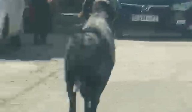 Sahibinin elinden kaçan kurbanlık koç, zor anlar yaşattı