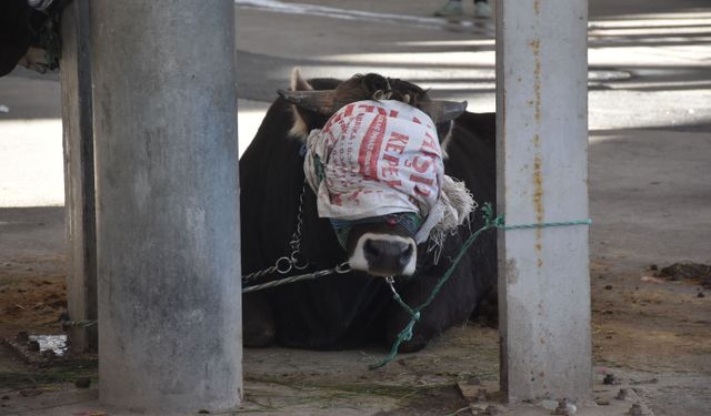 Sivas'ta kurban kesim noktalarında hareketlilik