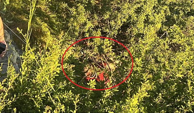 Tedaviyi reddedip kaçtı, dere yatağına düşerek ağaçta asılı kaldı