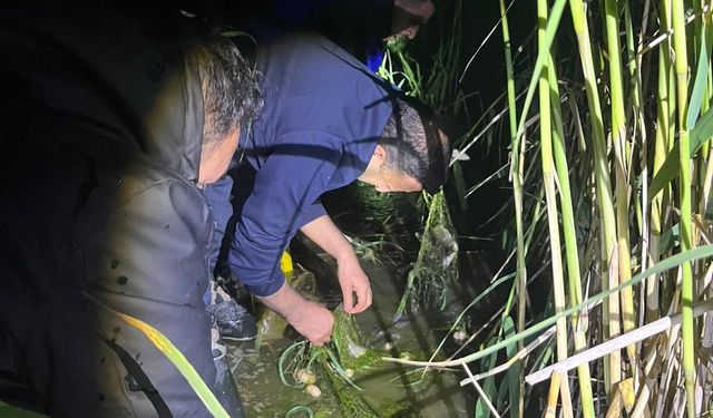 Van'da kaçak avlanan 100 kilo inci kefali, yeniden suya bırakıldı