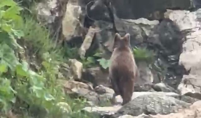 Yavru bozayı sahile indi