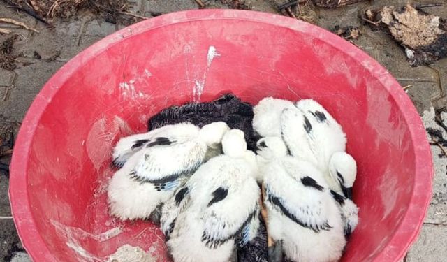 Yuvasında yangın çıktı, anne leylek yavrularını terk etmedi