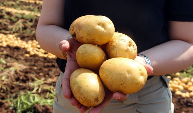 Adana'da patates hasadı; tarlada kilosu 20 TL'ye düştü