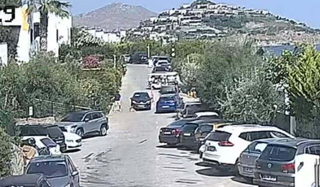 Bodrum'da 'Çinko' isimli köpeğin ölümüne neden olan sürücü beraat etti