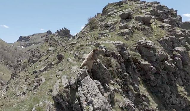 Bozayı ve 3 yavrusu dron kamerasında