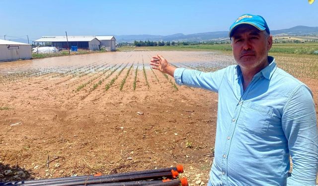 Bursa'da dolu ve sağanak, tarım arazilerini vurdu