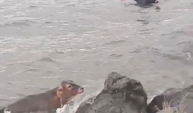Çıldır Gölü'ne atlayan buzağı sandalla kurtarıldı; o anlar kamerada