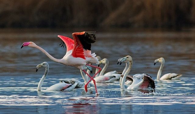 Derinliği 30 santimden 4,5 metreye yükselen Eber Gölü'nde 'kayık turu'