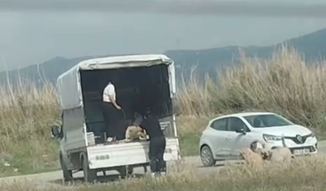 Kuşların doğal alanına kamyonetle çok sayıda köpek bıraktılar