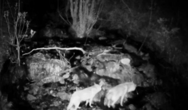 Tunceli'de şelaleden geçen yaban hayvanları fotokapana yakalandı