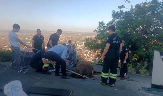 Yamaçta otlarken çıktığı evin çatısında mahsur kalan inek kurtarıldı