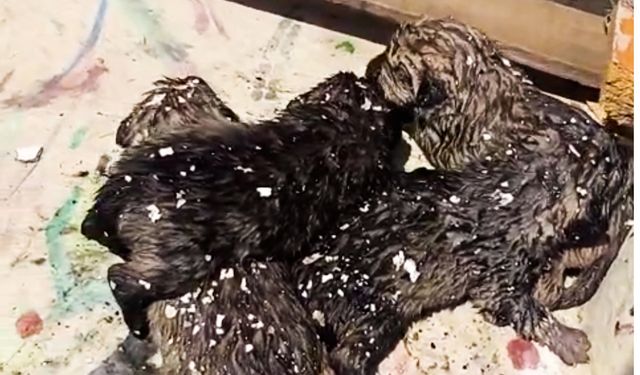 Yangında mahsur kalan köpek ve 4 yavrusu tedaviye alındı