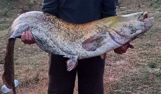 Amatör balıkçı oltayla 35 kilo yayın balığı yakaladı
