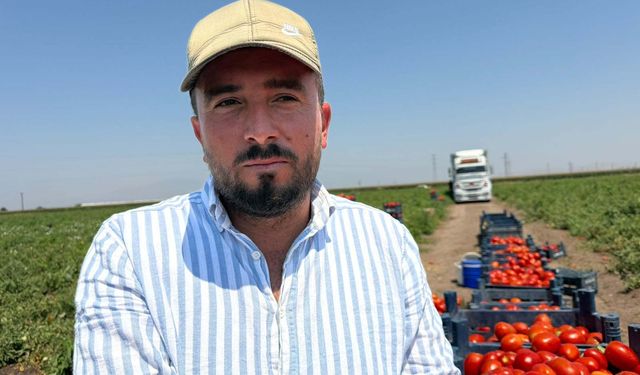 Amik Ovası'nda 35 derecede domates hasadı