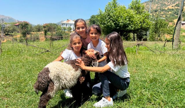 Annesi ölünce sahiplendiği kuzuyu, biberonla besliyor