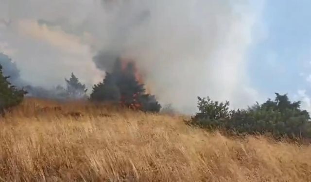 Bingöl'de ormanlık alanda çıkan örtü yangını söndürüldü