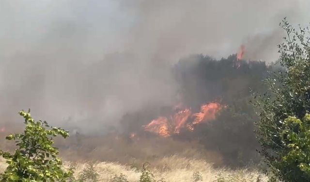 Çanakkale'de orman yangını