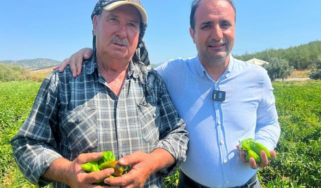 Coğrafi işaretli Arslanlar biberinde hasat başladı