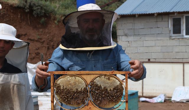 Coğrafi işaretli Bingöl balında hasat zamanı