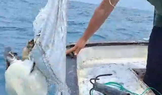 Çuvala dolanan caretta carettayı balıkçı kurtardı
