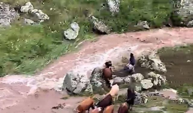 Derede mahsur kalan ineklerden 4'ü suya kapıldı