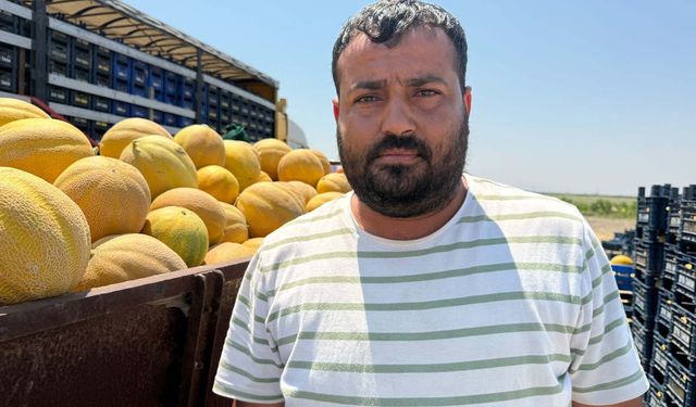 Hatay'da kavun hasadı başladı; tarlada kilosu 22 TL