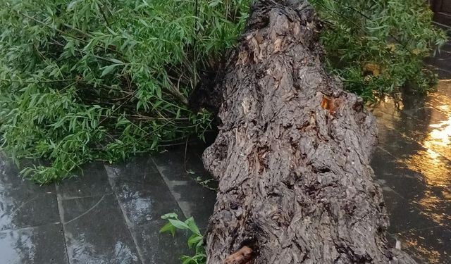 Kars'ta sağanak ve fırtına; yollar göle döndü, ağaç devrildi