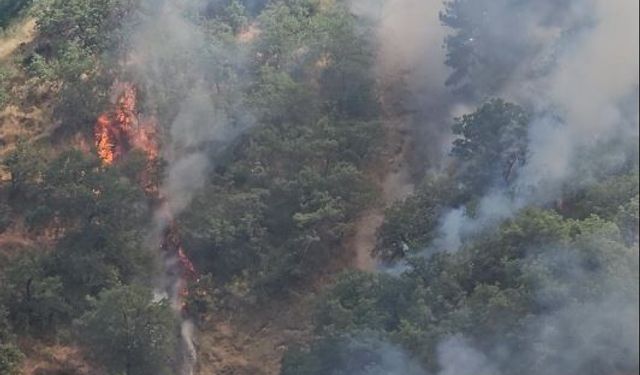 Kastamonu'da orman yangını