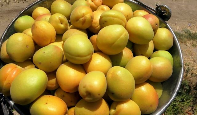Kayseri'de geçen yıl don vuran kayısıda hasat başladı