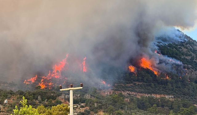 Muğla'da orman yangını (3)