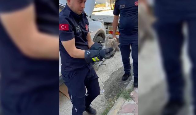 Otomobilin motor kısmına giren yavru kediyi itfaiye kurtardı
