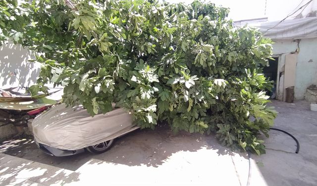 Park halindeki otomobilin üzerine ağaç devrildi