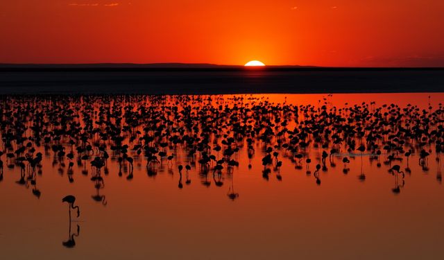 Son 5 yılın en yüksek yavru flamingo sayısına ulaşılan Tuz Gölü'nde eşsiz görüntüler