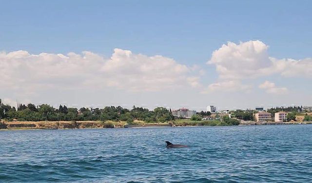 Tekirdağ açıklarında yunuslar görüntülendi